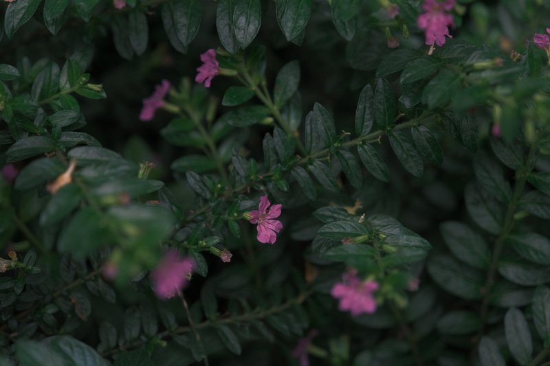 I'm a sucker for flowers 🌺🌻🌼🌷